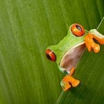 frog Dumpster Hauling