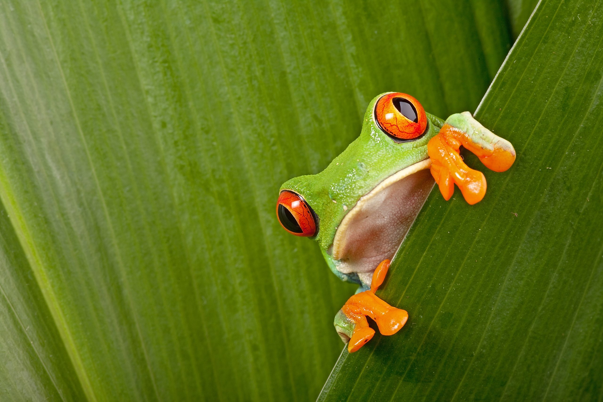 frog Dumpster Hauling